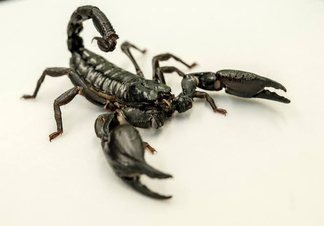 Scientists Just Found a Way to Predict Where Deadly Scorpions Will Strike