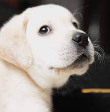 Yash Chow Chow Kennel Home Facebook The Chow Chow Puppies On Sale Dog Market 9896504757 Doggyz Zlhavl3r1h2s M Cost Of Dog Dogs Dog Marketing Retriever Puppy