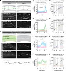 Csu vöhringen, vöhringen, bayern, germany. Epidermal Par 6 And Pkc 3 Are Essential For Larval Development Of C Elegans And Organize Non Centrosomal Microtubules Elife