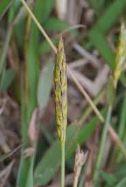 Image result for Ischaemum