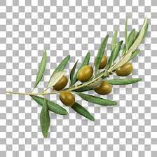 Pin By Albina On ציור Olive Branch Background Banner Book Cover Design Inspiration