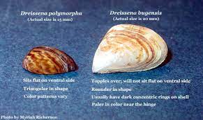 This study focuses on the ecotoxicology of algal toxins and zebra mussels. Zebra Mussel Dreissena Polymorpha Species Profile