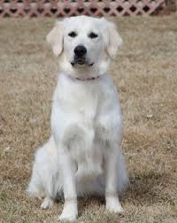 Simply request pet breeders to contact you promptly! White Retriever Puppy Dog Mix Facts Lifespan Intelligence Dog Dwell