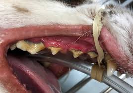 Rather then brushing my cats' teeth, i give them a few dental kibbles every day. Pearland Pet Health Center Pearland Texas 77584 Services Dentistry