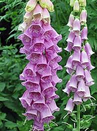 Plantas que curan dedicado a mejorar la salud con recetas naturales explicando los. Anexo Plantas Medicinales D G Wikipedia La Enciclopedia Libre