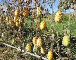 Image result for Acanthosicyos naudinianus