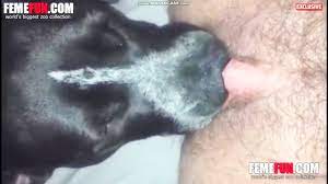 Dog sucking pussy