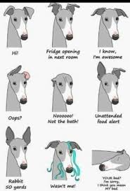 So Accurate Whippet Italian Greyhound Puppies Italian
