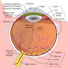 Human Eye Wikipedia