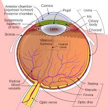 iris anatomy wikipedia