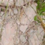 Image result for Tricholaena