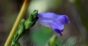 Image result for Acanthopale confertiflora