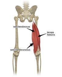 In the last lesson, we drew the muscles on the front of the leg, which straighten the knee and flex the hip. The Hamstring Muscles Attachments Actions Yoganatomy