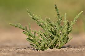 Image result for Sarcocornia perennis