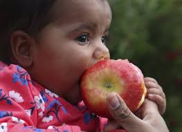 Apple picking near Chicago: 20 orchards within 100 miles of the city to  visit in 2022