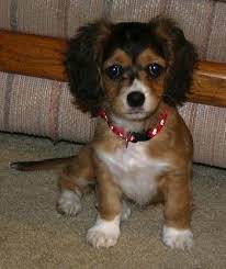 Beagle Cocker Spaniel Mix Black And Tan Chi Spaniel Chihuahua Cocker Spaniel Hybrid Dogs Http Ajunkeeshoppe Blogspot Com Hybrid Dogs Chihuahua Mix Puppies Cute Dogs