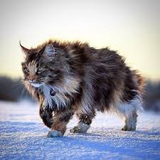 Pin On Norwegian Forest