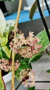 Image result for Carvalhoa macrophylla