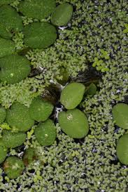 Image result for Salvinia hastata