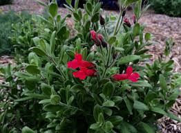 Image result for Cienfuegosia gerrardii