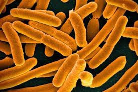 Coli types can cause severe. E Coli Bacteria Abc News Australian Broadcasting Corporation