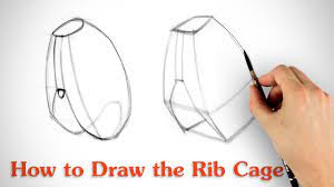 Learn vocabulary, terms and more with flashcards, games and other study tools. How To Draw The Rib Cage Human Anatomy For Artists Youtube