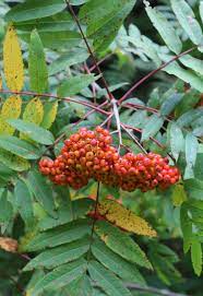 In the late summer black fruits ripen and are favored by birds. 11 Best Trees To Plant For New England Style Foliage Gardenista