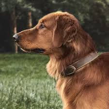 We did not find results for: Glory S Golden Retriever Puppies Of Texas Home Facebook
