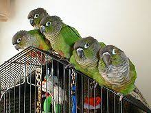 Maybe you would like to learn more about one of these? Conure Wikipedia