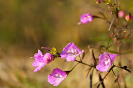 Image result for Gerrardinaceae