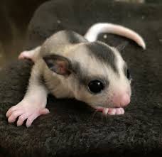Cuteness Overload: Sugar Glider Care 101 - West Park Animal Hospital