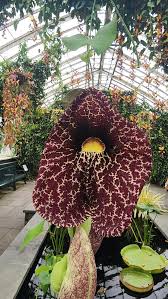 Image result for Aristolochia littoralis