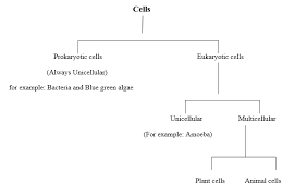 One difference between mitotic cell division in animal cells and plant cells is that 1. The Fundamental Unit Of Life Notes For Class 9