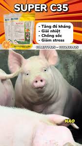 🐷 Heo nóng trong – dấu hiệu không chỉ là nổi mẩn, 👉 Da xấu, sần, 👉 Ăn giảm, 👉 Nằm nhiều, ⚠️ Nếu kéo dài → chậm lớn rõ rệt, 💥 SUPER C35 hỗ trợ:, ✔ Thanh nhiệt – giải độc, ✔ Kích thích ăn uống, ✔ Giữ ...
