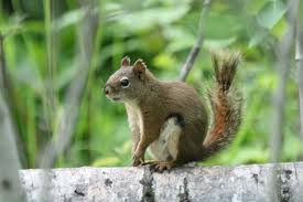 Image result for squirrel
