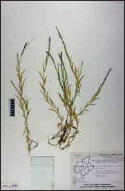 Image result for Coelachne