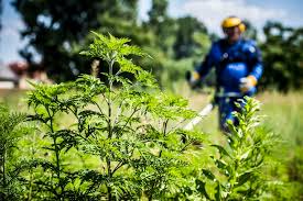 Oral allergy syndrome or oas is a reaction that occurs when your body interacts with pollen similar to the pollen of certain foods. Ungarn Und Burgenland Gemeinsames Projekt Gegen Ragweed Ungarn Heute