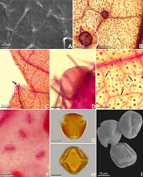 Image result for Crotonogynopsis australis