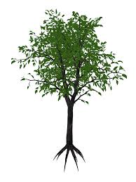 Image result for Dombeya kirkii