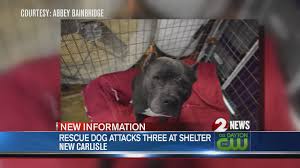 Our goal is to find forever families for our very deserving dogs. Rescue Dog Euthanized After Attacking Three People Wdtn Com