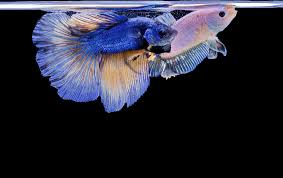 Frequently sold in individual containers, you might believe all betta fish have the same general appearance wait until characteristics begin to develop with age. Can You Put A Male And Female Betta Fish Together Well