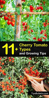 Check spelling or type a new query. 11 Cherry Tomato Types And Growing Tips