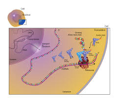 Nsp1 binds to 18s ribosomal rna in the mrna entry channel of the ribosome and leads to global inhibition of mrna translation upon infection. Translation
