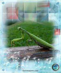 One of these insects called praying mantis inspires good luck as well as kung fu style martial arts named after it. Praying Mantis Spiritual Meaning