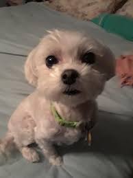 North Central Maltese Rescue's Miss Honey adopted