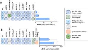 Image result for Euclasta condylotricha