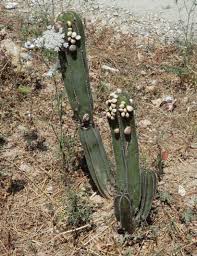 Image result for Lophocereus marginatus