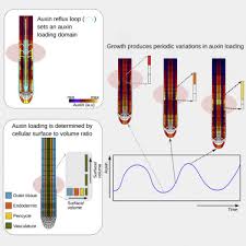 © © all rights reserved. A Reflux And Growth Mechanism Explains Oscillatory Patterning Of Lateral Root Branching Sites Sciencedirect