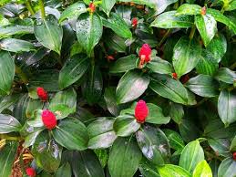 Image result for Costus