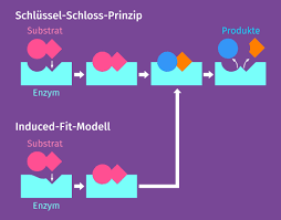 enzyme biologie definition i inkl ubungen